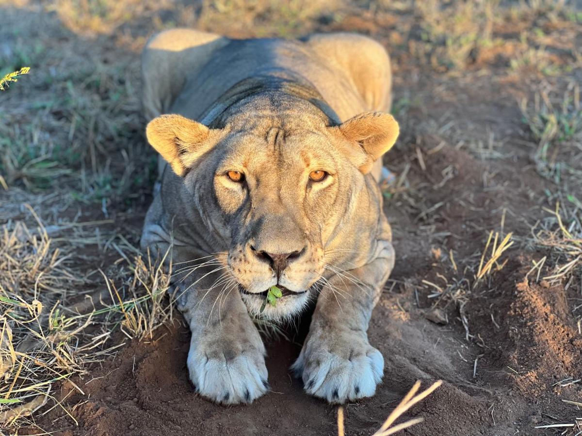 Simba Safaris African Pride Exotic Lodge Lephalale Kültér fotó