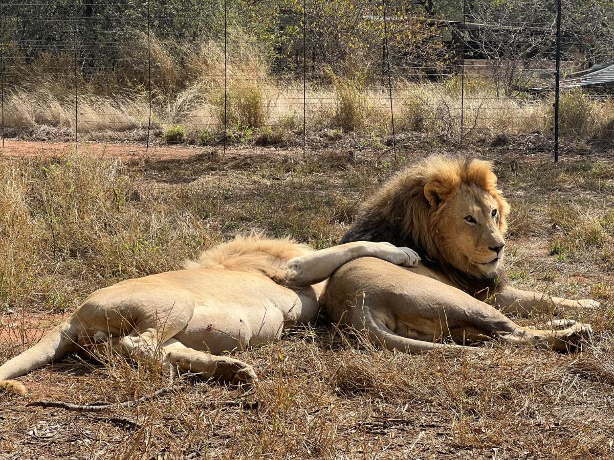 Simba Safaris African Pride Exotic Lodge Lephalale Kültér fotó