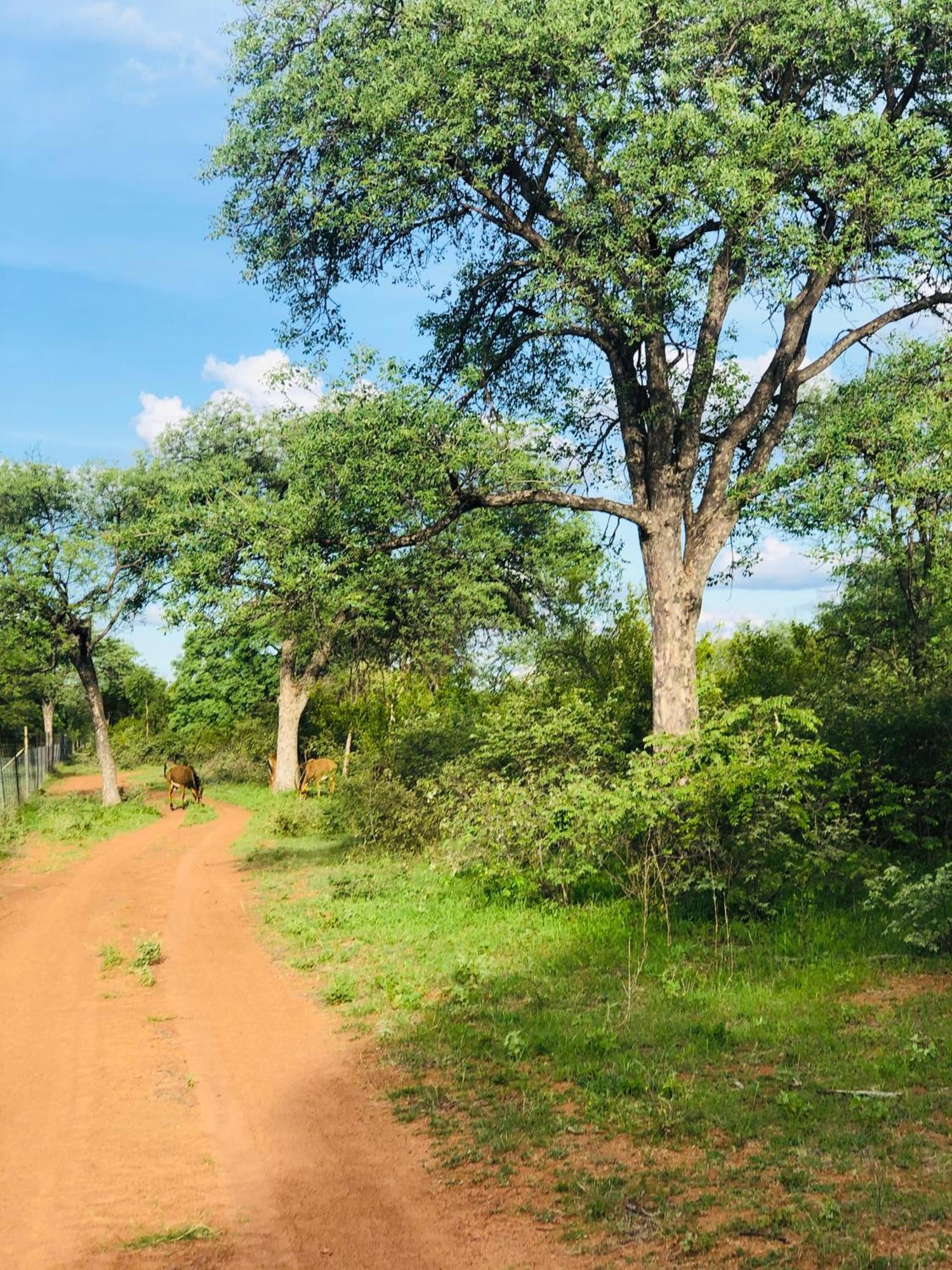 Simba Safaris African Pride Exotic Lodge Lephalale Kültér fotó
