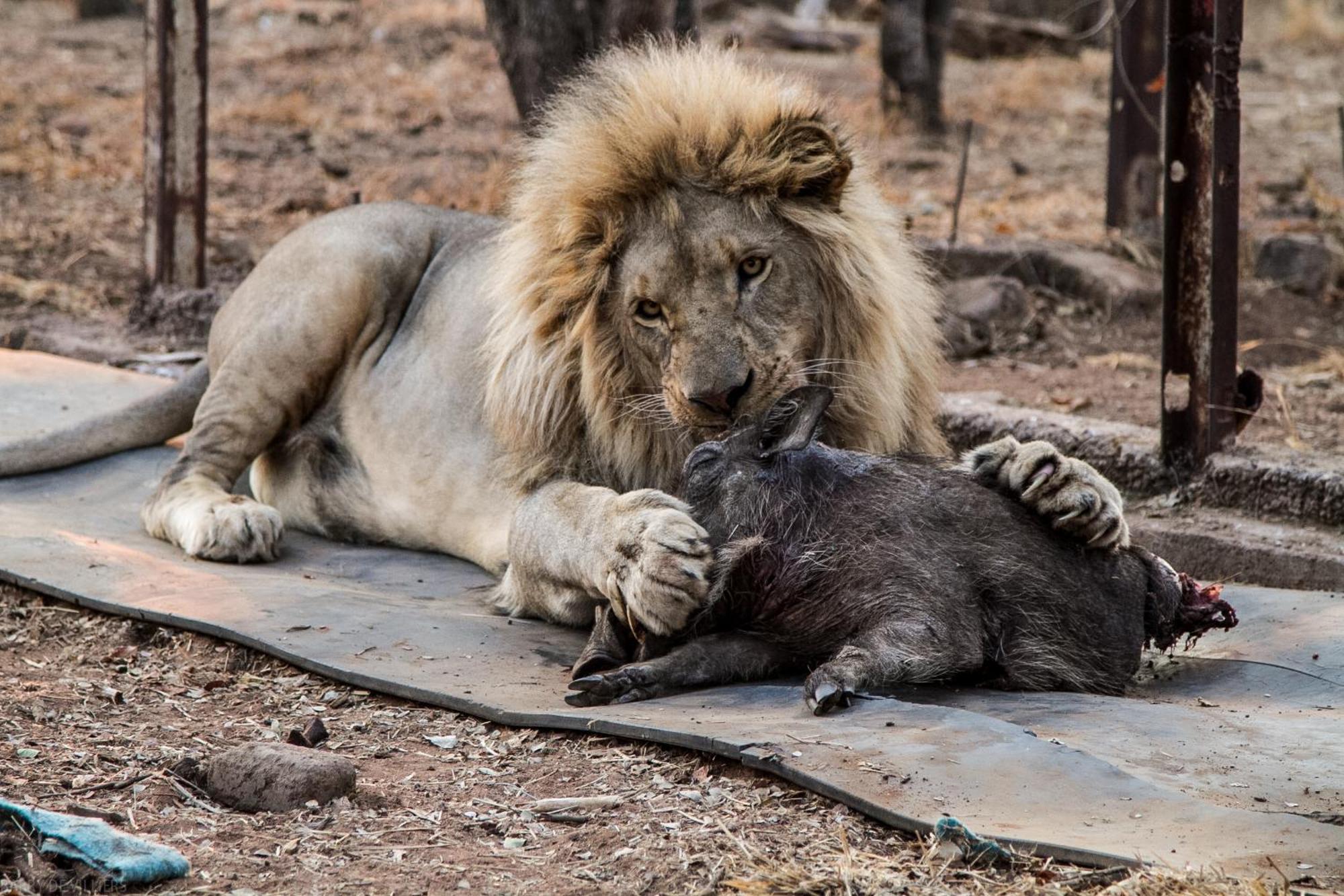 Simba Safaris African Pride Exotic Lodge Lephalale Kültér fotó