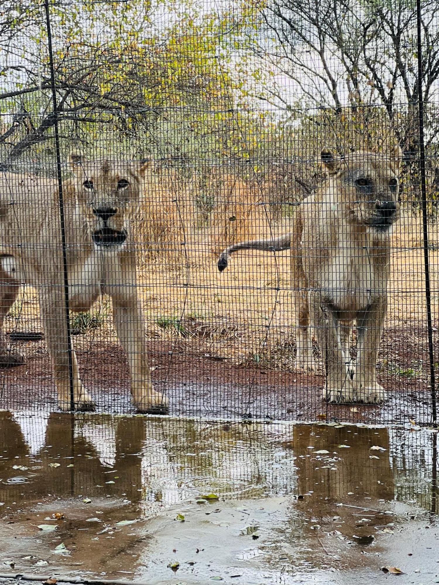 Simba Safaris African Pride Exotic Lodge Lephalale Kültér fotó