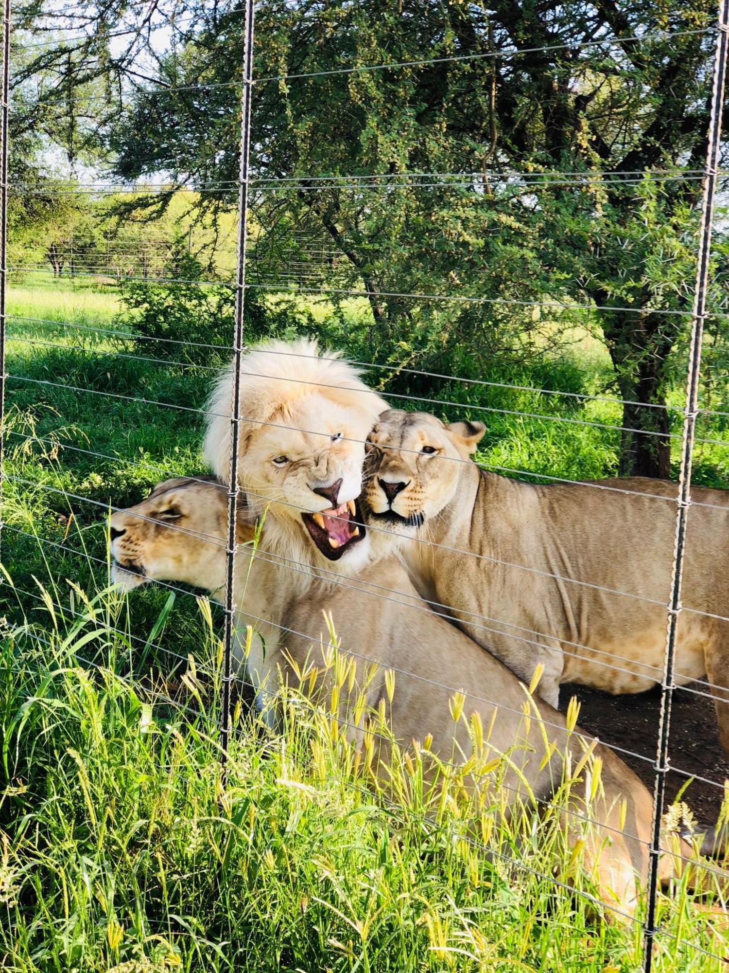 Simba Safaris African Pride Exotic Lodge Lephalale Kültér fotó