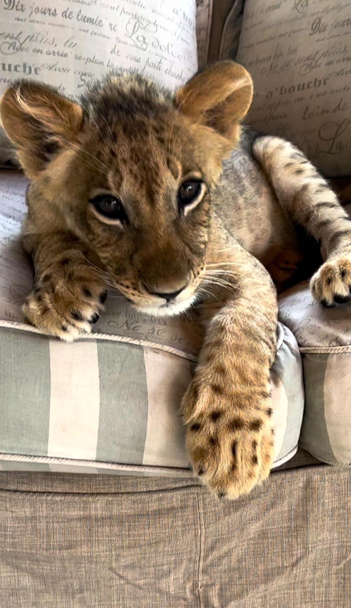 Simba Safaris African Pride Exotic Lodge Lephalale Kültér fotó