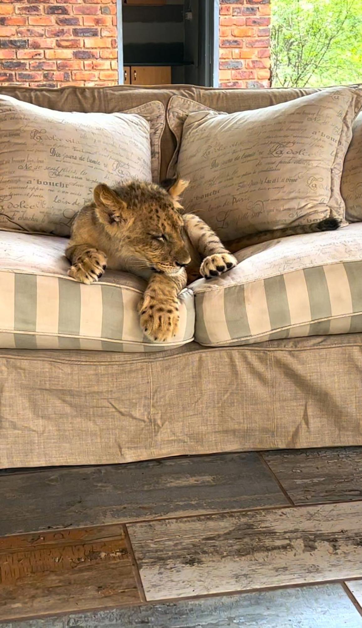 Simba Safaris African Pride Exotic Lodge Lephalale Kültér fotó