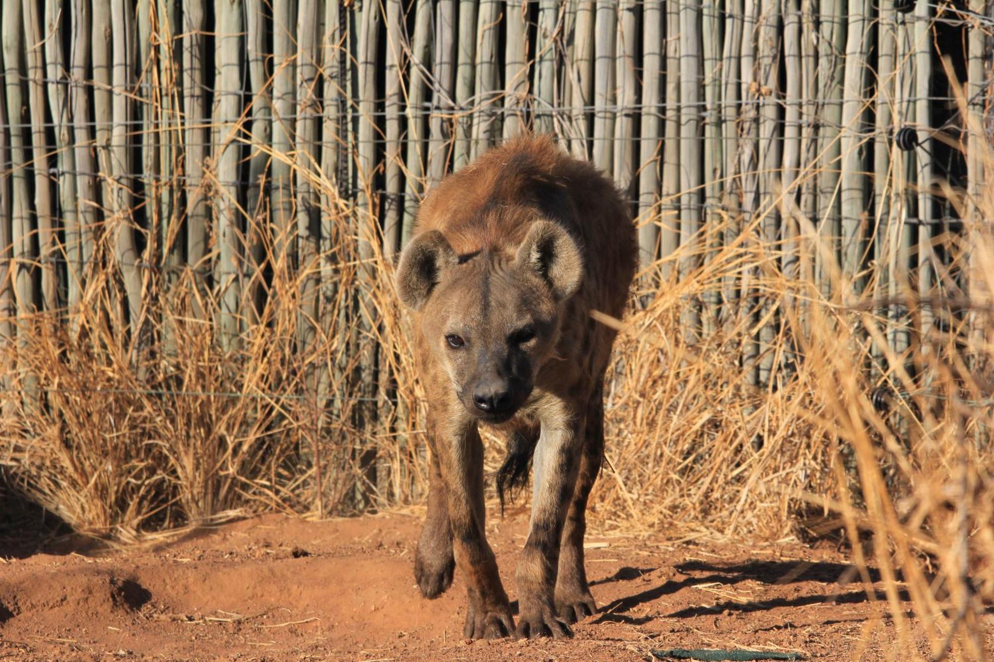 Simba Safaris African Pride Exotic Lodge Lephalale Kültér fotó