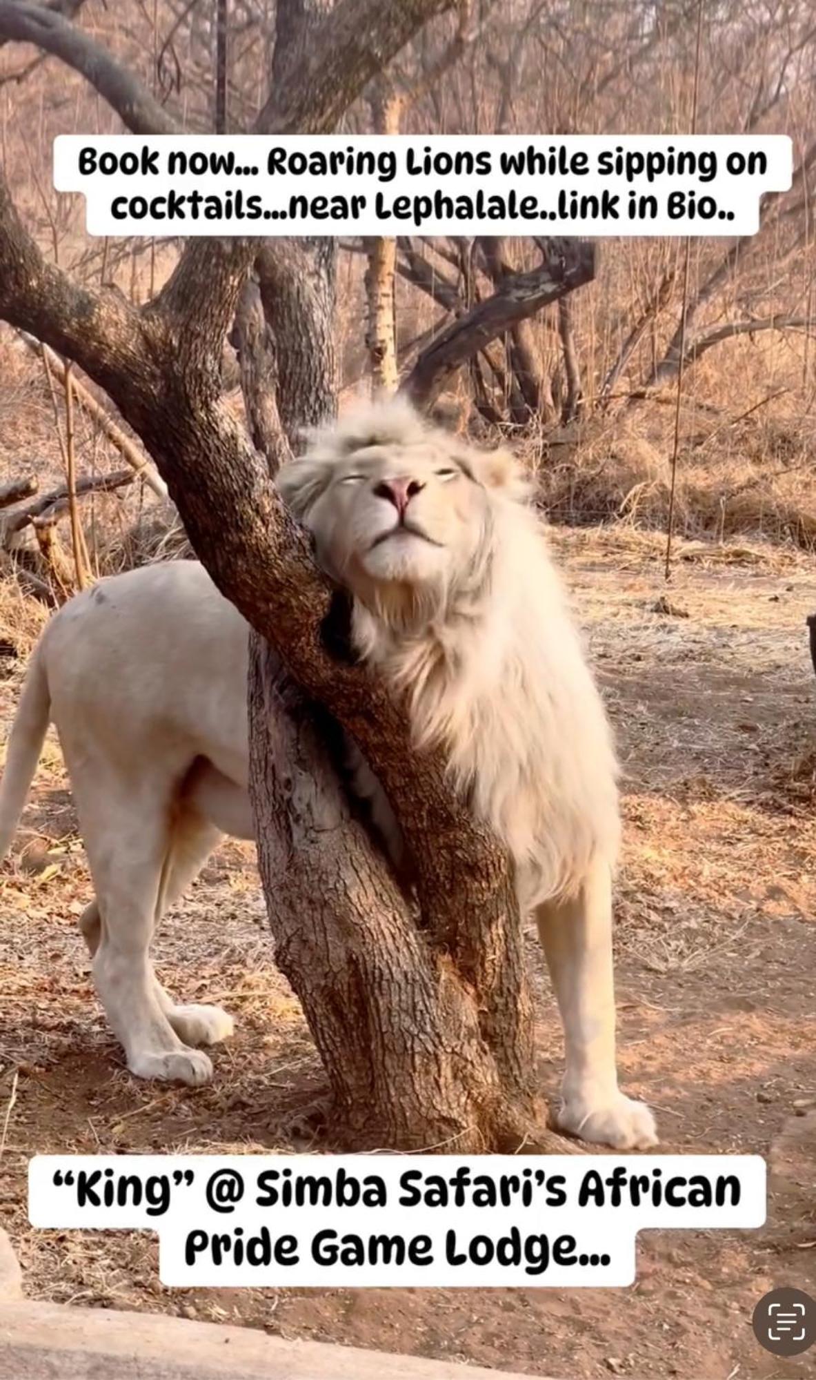 Simba Safaris African Pride Exotic Lodge Lephalale Kültér fotó