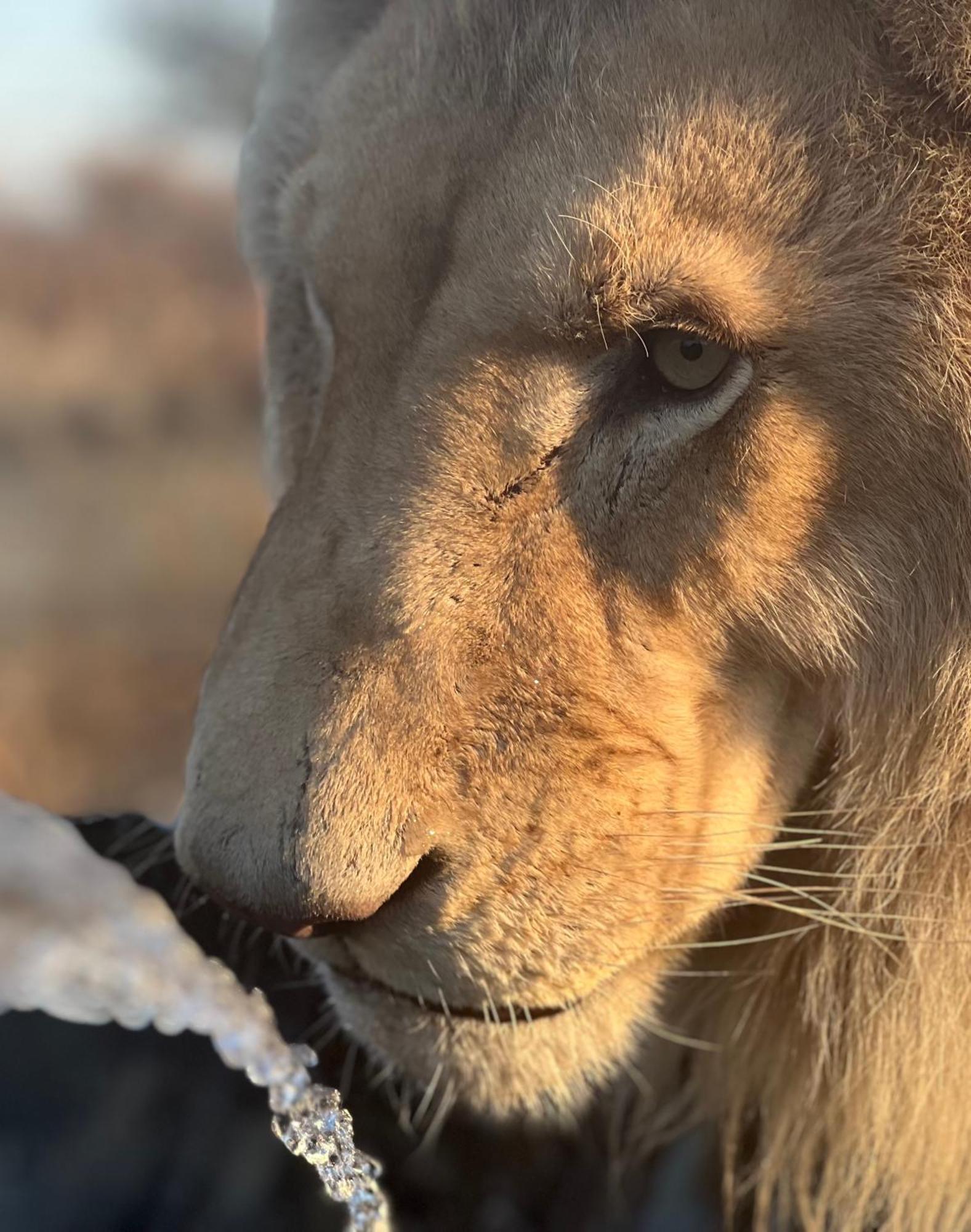 Simba Safaris African Pride Exotic Lodge Lephalale Kültér fotó