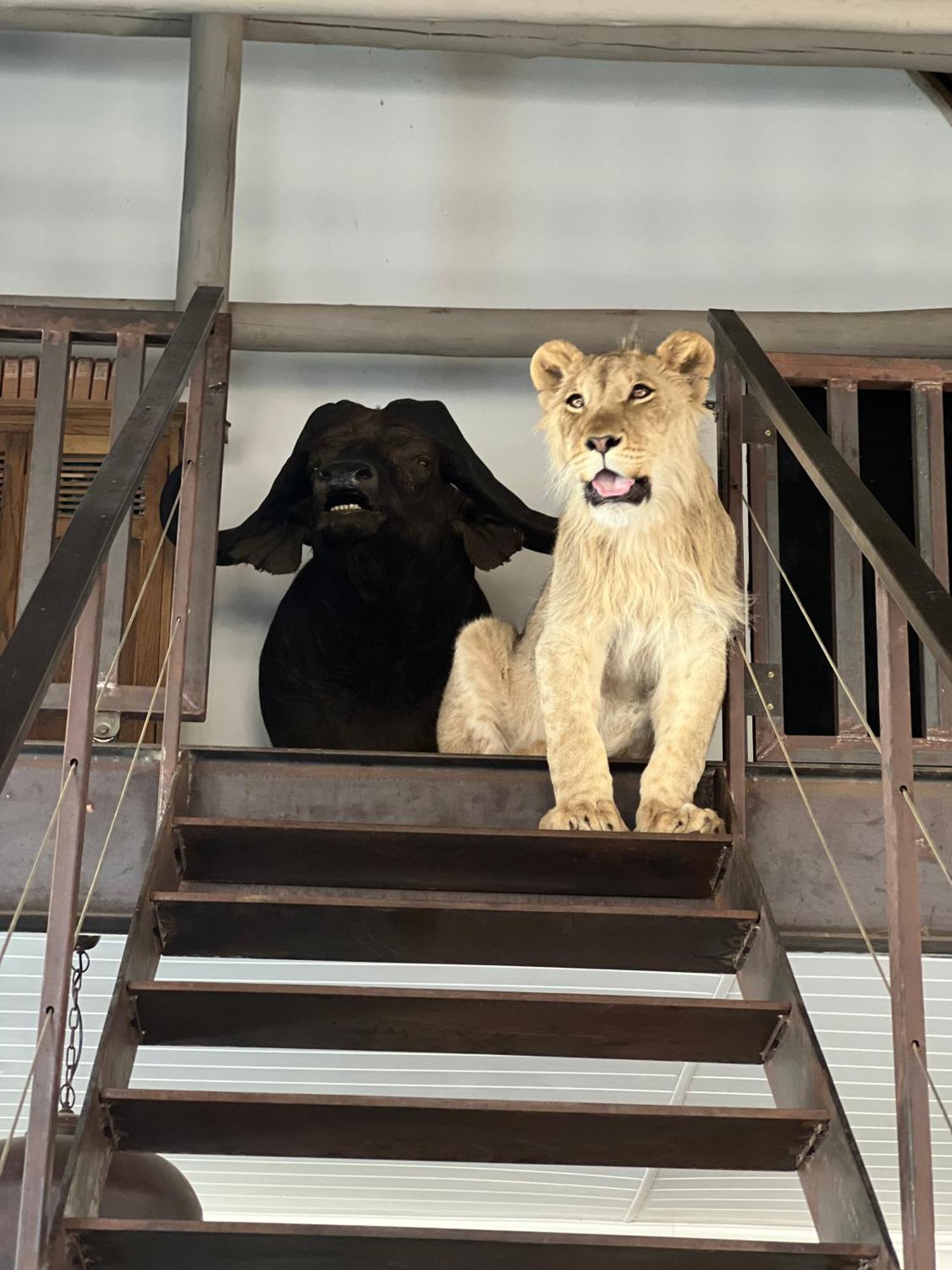Simba Safaris African Pride Exotic Lodge Lephalale Kültér fotó