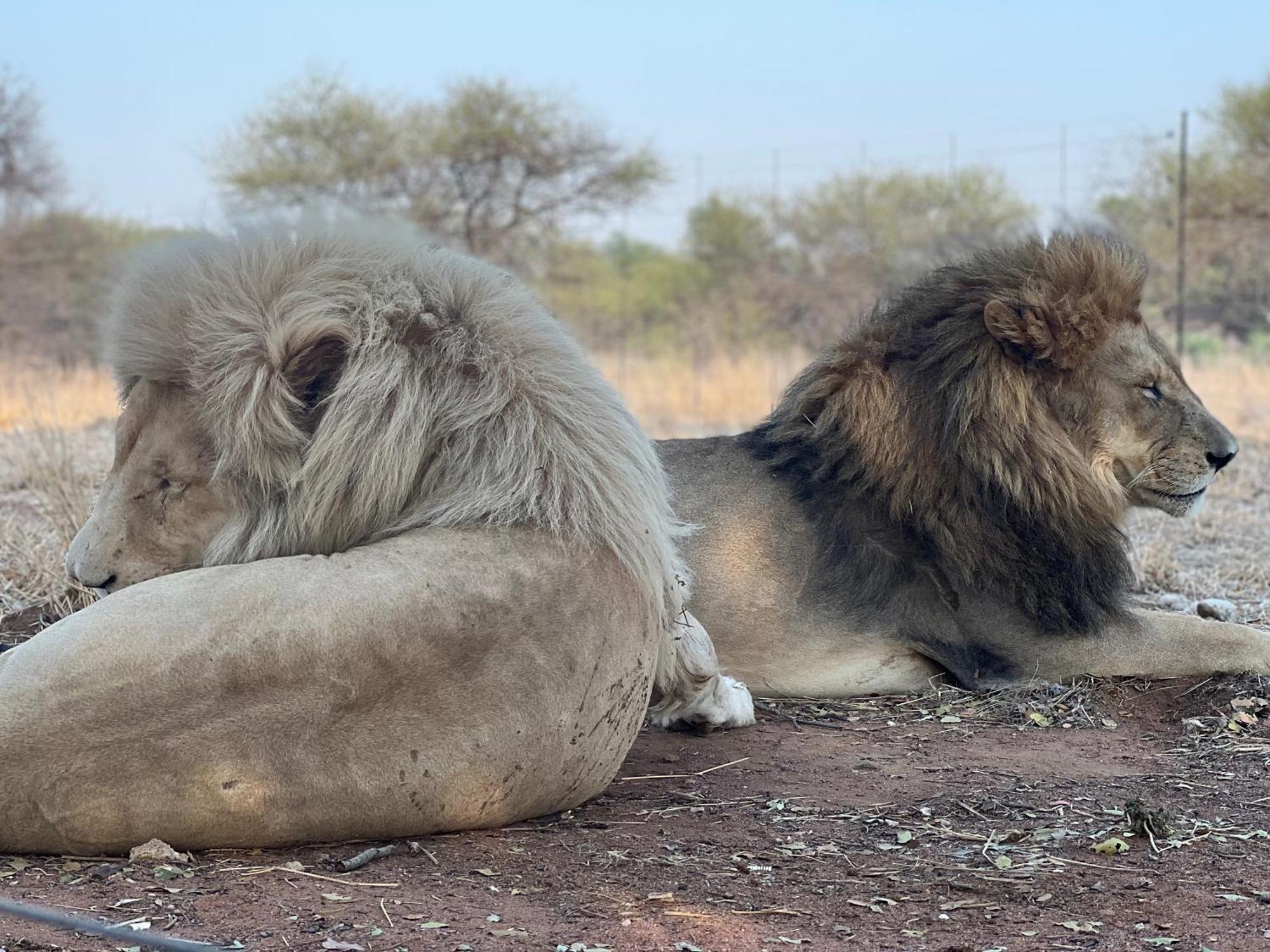 Simba Safaris African Pride Exotic Lodge Lephalale Kültér fotó