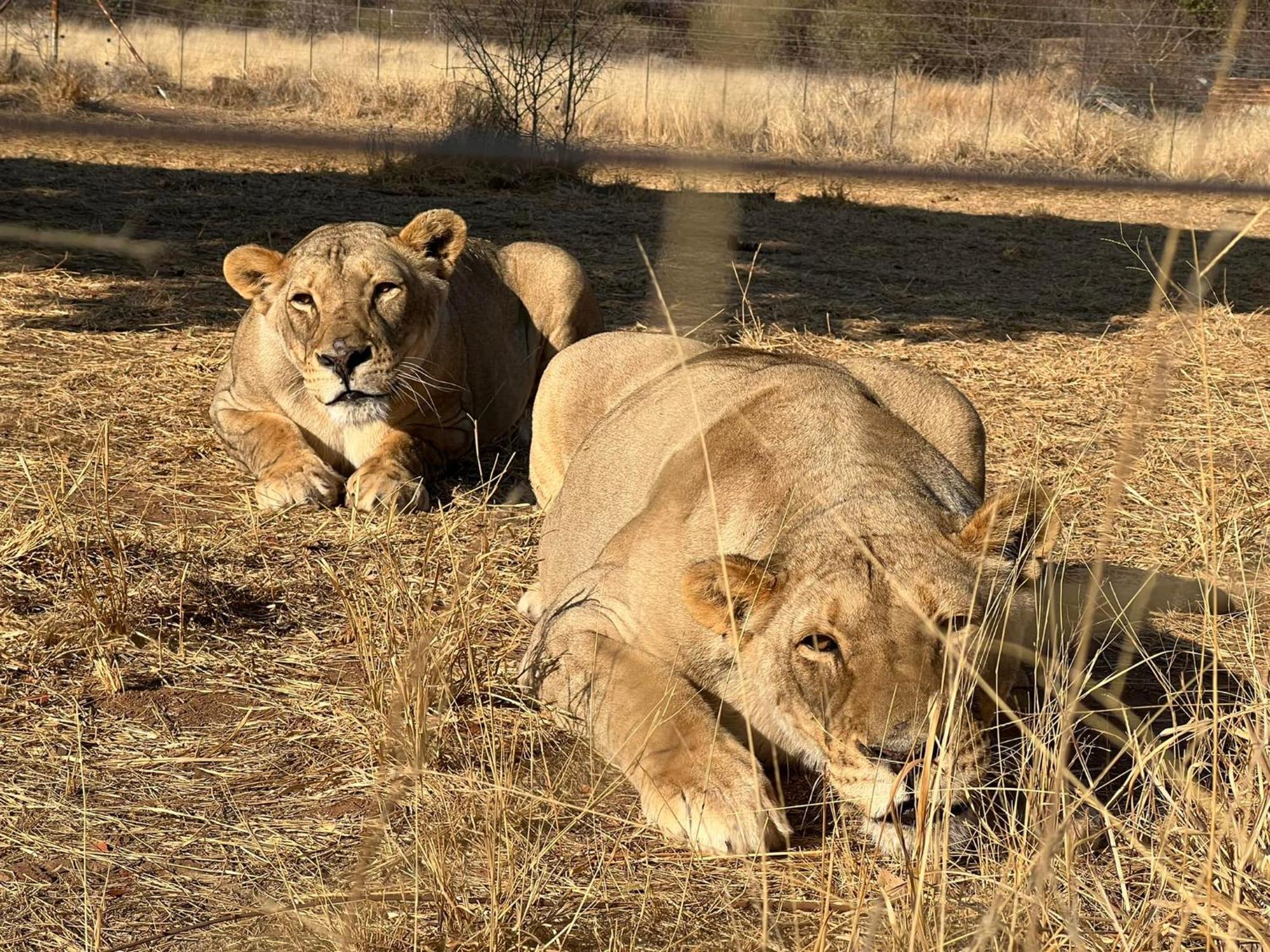 Simba Safaris African Pride Exotic Lodge Lephalale Kültér fotó